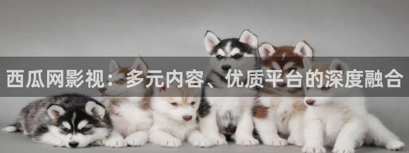 泡泡影视哈片